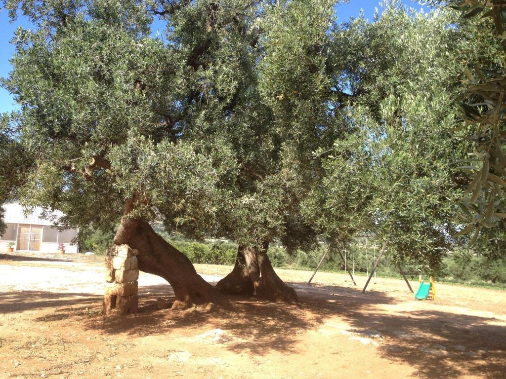 Alojamento de Turismo Rural Masseria Casamassima Agriturismo